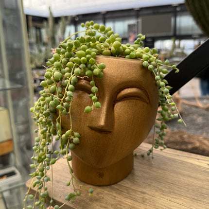 Composición en “Cabeza de Buddah” (Senecio rowleyanus)