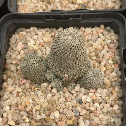 Aylostera heliosa