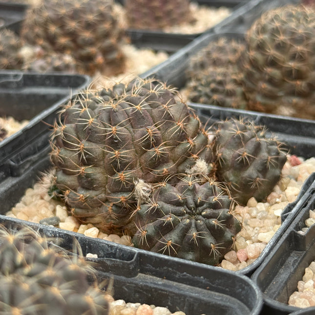 Aylostera pygmaea yuquinensis