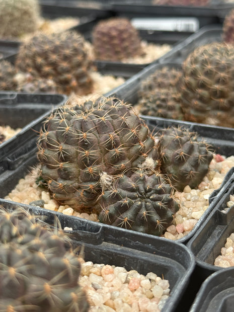 Aylostera pygmaea yuquinensis