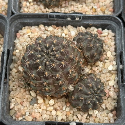 Aylostera pygmaea yuquinensis