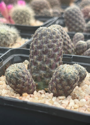 Weingartia pulchra