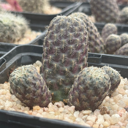Weingartia pulchra