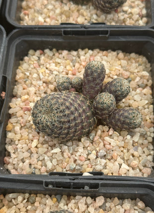 Weingartia pulchra