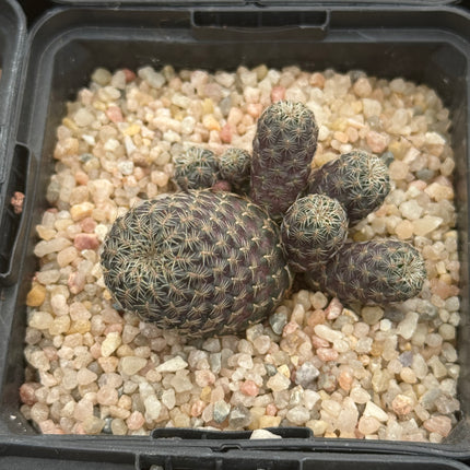 Weingartia pulchra