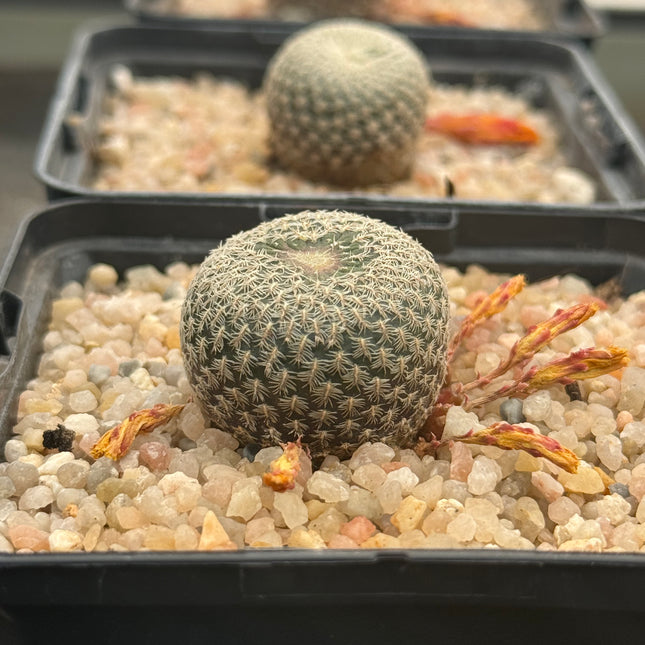 Aylostera heliosoides lechlicer