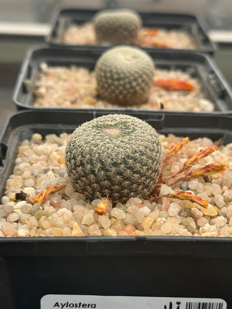 Aylostera heliosoides lechlicer