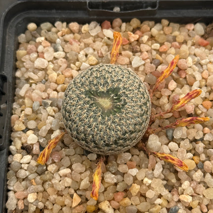 Aylostera heliosoides lechlicer