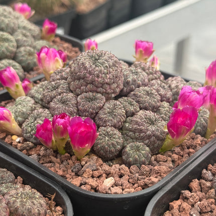 Weingartia rauschii f. violacidermis
