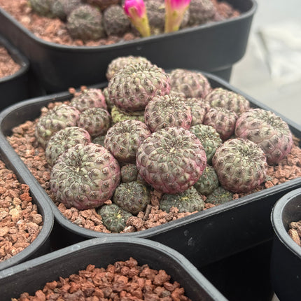Weingartia rauschii f. violacidermis
