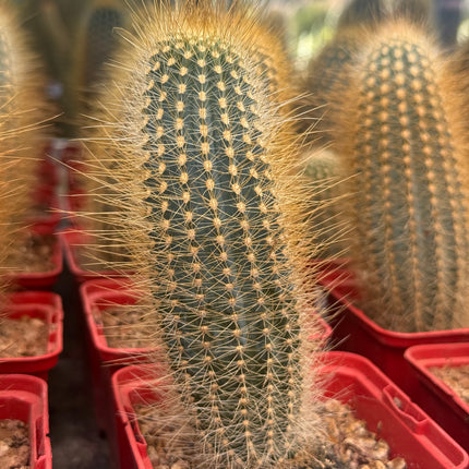 Austrocephalocereus estevesii