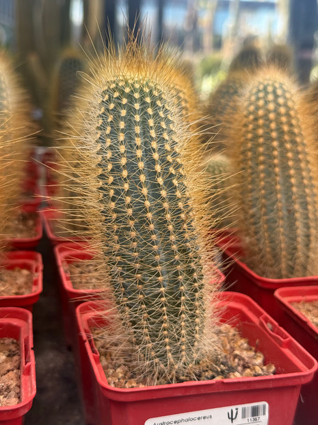 Austrocephalocereus estevesii
