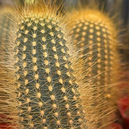 Austrocephalocereus estevesii