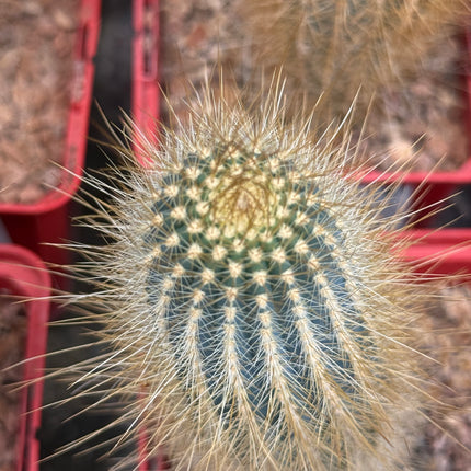 Austrocephalocereus estevesii