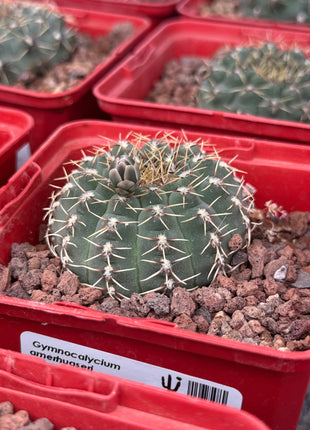 Gymnocalycium amerthuaseri