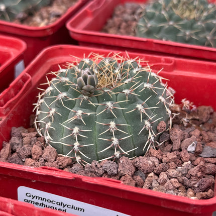 Gymnocalycium amerthuaseri