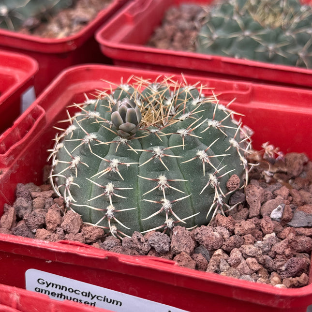 Gymnocalycium amerthuaseri