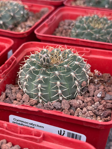 Gymnocalycium amerthuaseri