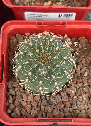 Gymnocalycium amerthuaseri