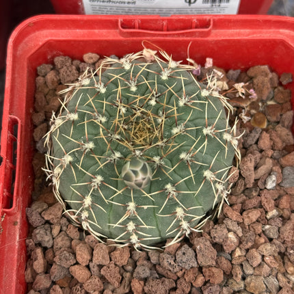 Gymnocalycium amerthuaseri