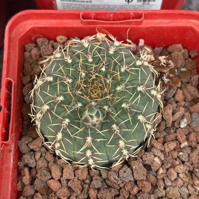 Gymnocalycium amerthuaseri
