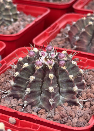 Gymnocalycium mihanovichii