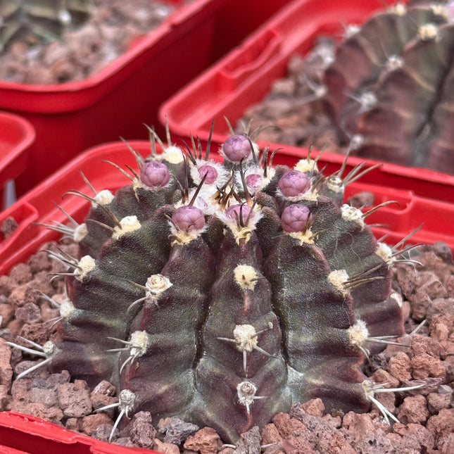 Gymnocalycium mihanovichii