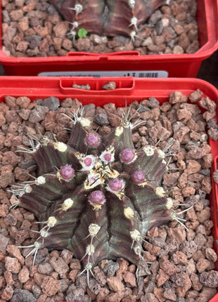 Gymnocalycium mihanovichii