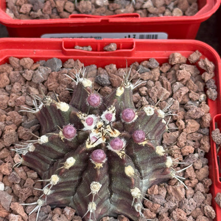 Gymnocalycium mihanovichii