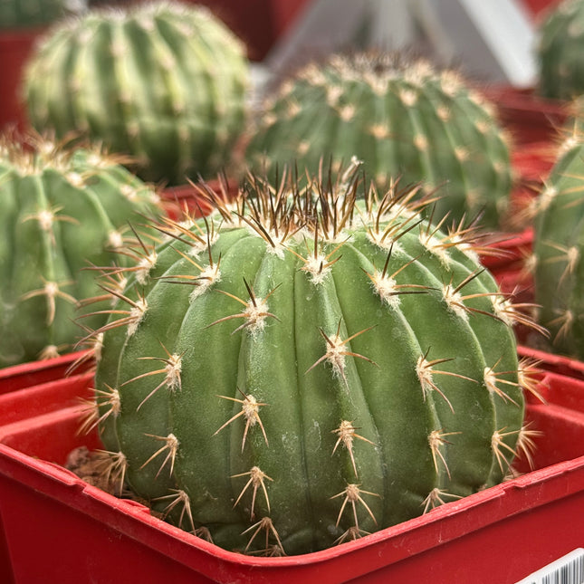 Melocactus schatzlii