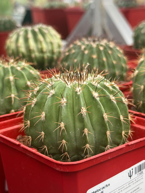 Melocactus schatzlii