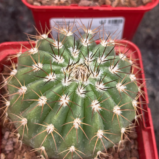 Melocactus schatzlii