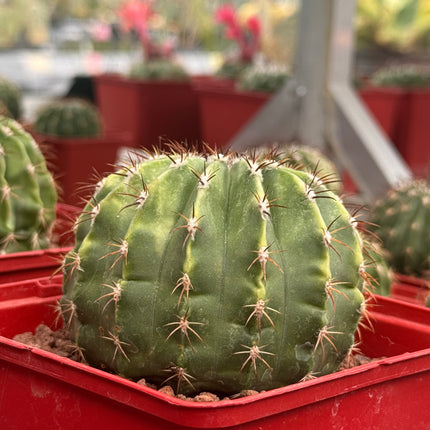 Melocactus schatzlii