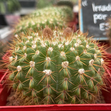 Notocactus horstii