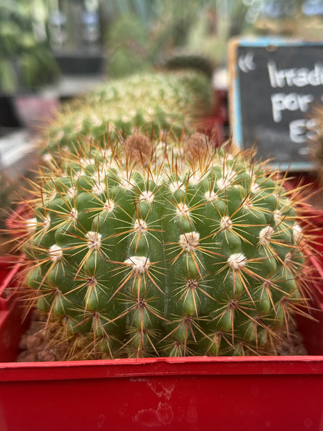Notocactus horstii