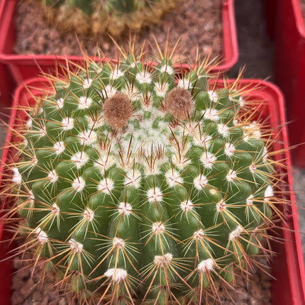 Notocactus horstii