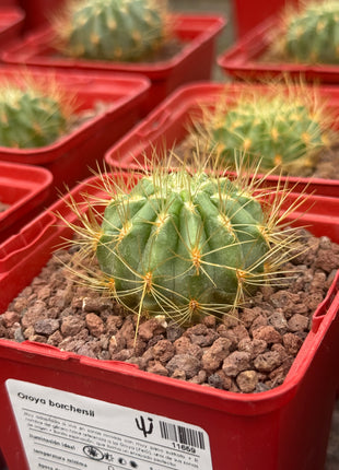 Oroya borchersii