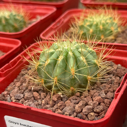 Oroya borchersii