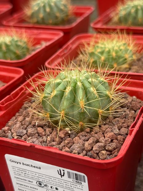 Oroya borchersii