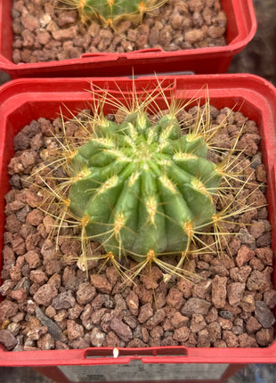 Oroya borchersii