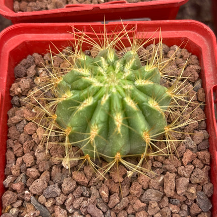 Oroya borchersii
