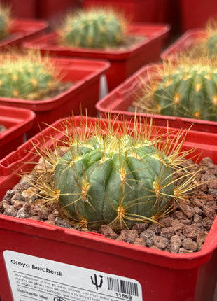Oroya borchersii