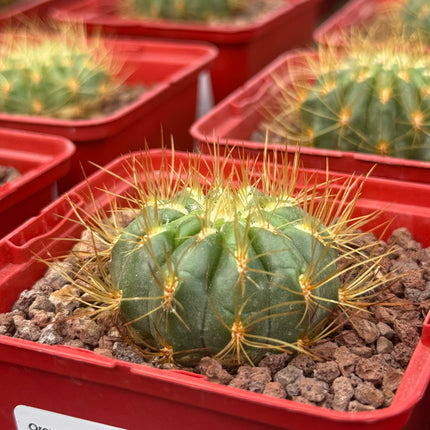 Oroya borchersii