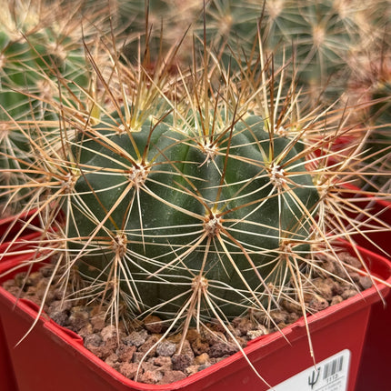 Lobivia formosa