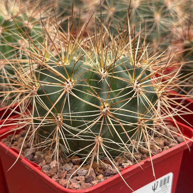 Lobivia formosa