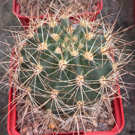 Lobivia formosa