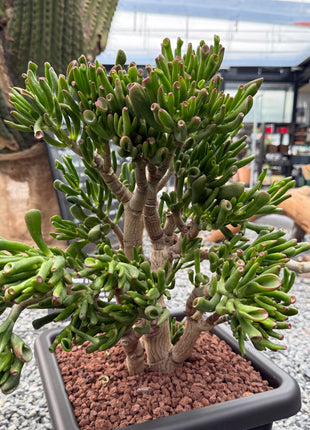 Crassula ovata "hobbit" (Orejas de Shrek)