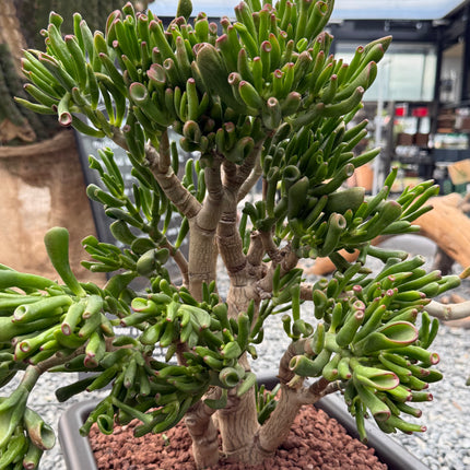 Crassula ovata "hobbit" (Orejas de Shrek)