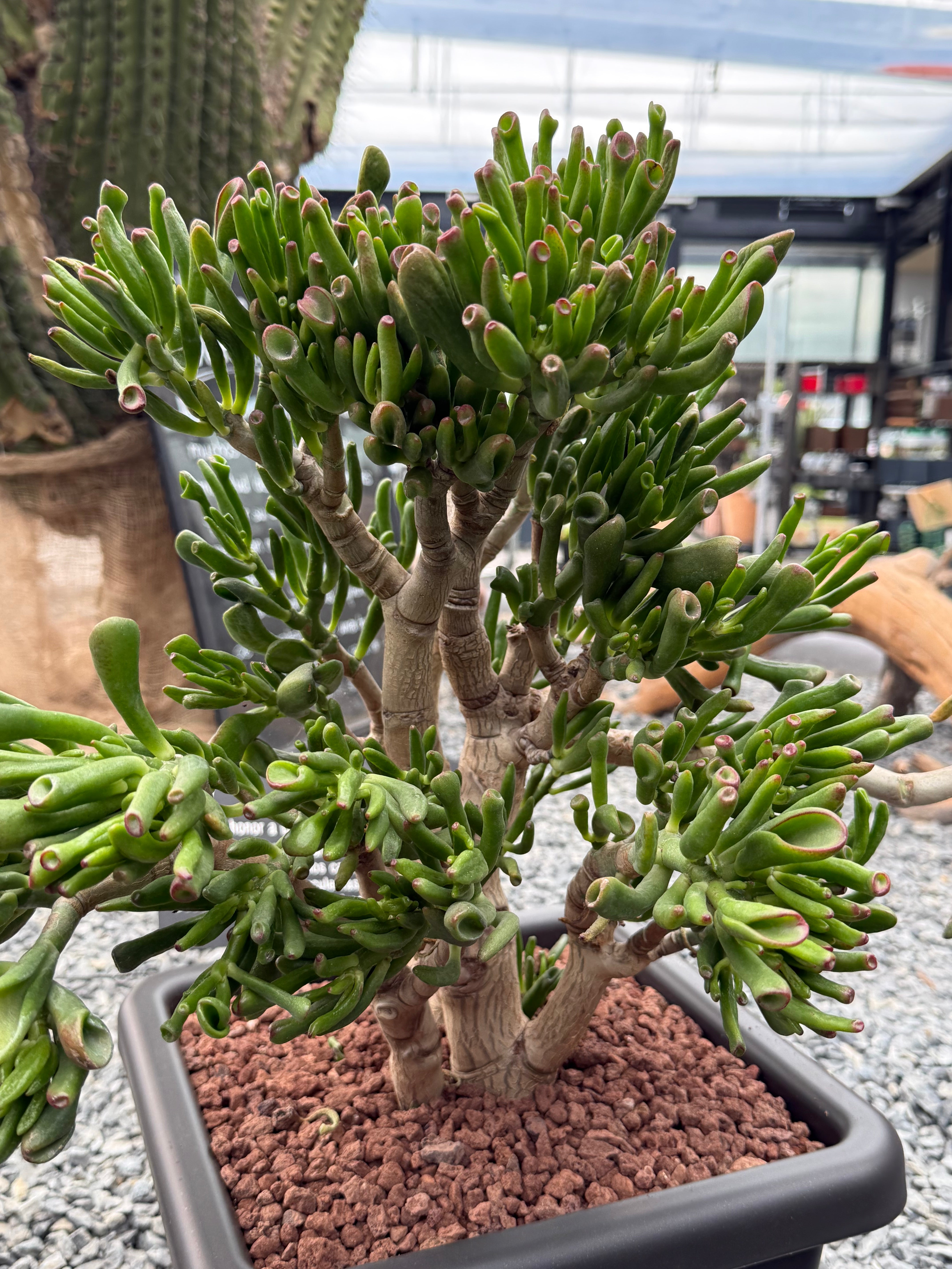 hobbit ear succulent Crassula ovata "hobbit" (Shrek's ears) – DesertSTORE.es
