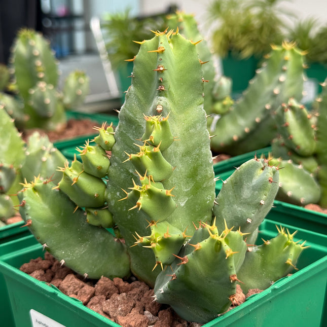 Euphorbia resinifera